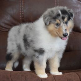 Boy 8 - male Collie puppy in Danville, Pennsylvania from Brookwood Collies, Smooth & Rough