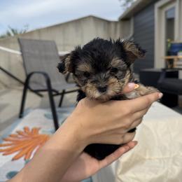Purple Female - Tri-color female Yorkipoo puppy in Ludlow, Missouri from Countryside Doodles and Mohr