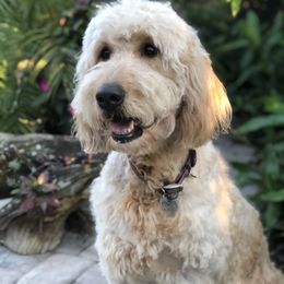Goldendoodle Puppies from Daydreamer Doodles