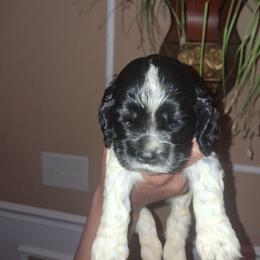 Boy 1 - Blue roan and tan male Cocker Spaniel puppy in Sparta, Georgia from Mekas Cocker Spaniels