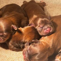 Jamine - Chocolate and tan female Shih Tzu puppy in Detroit, Michigan from Friends4everkennel LLC