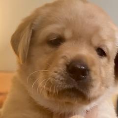 Boy 4 - Labrador Retriever puppy from Timber Creek Labradors