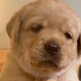 Boy 4 - Labrador Retriever puppy from Timber Creek Labradors