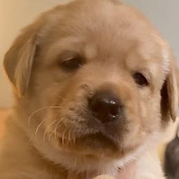 Boy 4 - Labrador Retriever puppy from Timber Creek Labradors