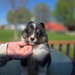 Tri Boy - Black white and tan male Shetland Sheepdog puppy in Lenox, Iowa from Crossroad shelties