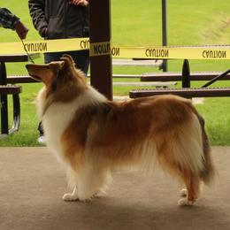 Collies from Calabria Kennel