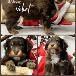 (5) Velvet, RTF - Red tri-color female Miniature American Shepherd puppy in Huntington, Texas from JKKJ Farms, LLC