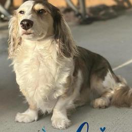 Annalise - Dachshund