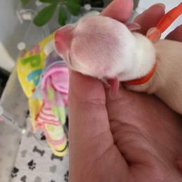 Boy 2 (TBA) - Cream male Chihuahua puppy in Jacksonville, Florida from Precious Paws of Florida - Chihuahuas