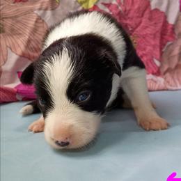 (Kaya) Maggie - Black and white female Border Collie puppy in Max, Nebraska from Stag Valley Homestead