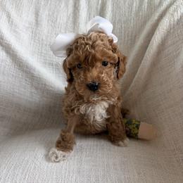 Pip - Apricot female Goldendoodle puppy in South Jordan, Utah from Daybreak Doodles