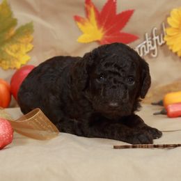 Chocolate boy 2 - Chocolate male Labradoodle puppy in Colonial Beach, Virginia from Bristol Mine Kennels