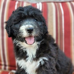 Aussiedoodles from Kiwi Aussiedoodles