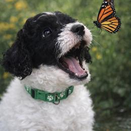 Dark green collar - Black and white male Sheepadoodle puppy in Hudson, Florida from Tampa Sheepadoodles