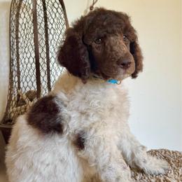 Jonagold - Parti male Poodle puppy in Julian, California from Above the Pines Poodles