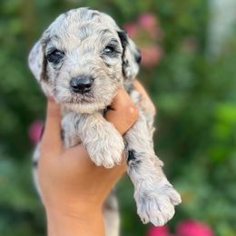 Castor - Merle male Goldendoodle puppy in Philadelphia, Pennsylvania from Philly's Designer Doodles
