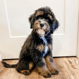 Loki - Tri-color male Bernedoodle puppy in Flagstaff, Arizona from Gunstock Doodles