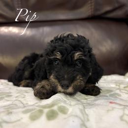 PIP - female Australian Mountain Doodle puppy in Bristow, Oklahoma from 10-Acre Woods Cockapoos
