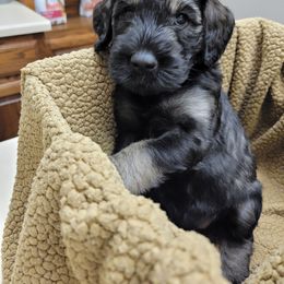 Giant Schnauzer Puppies from House of Roth Giant Schnauzers