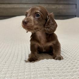 Chocolate and cream brindle - Chocolate and cream male Dachshund puppy in Defuniak Springs, Florida from Anastasia Knight's Cocker Spaniels