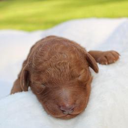 Chunky Monkey - Cream male Goldendoodle puppy in Flagstaff, Arizona from Pat's Poodle Pups & Moore