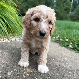 Purple - Girl - Cream female Goldendoodle puppy in Kent City, Michigan from Hannah Mae Doodles
