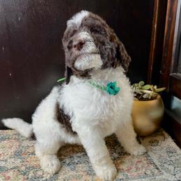 Graham - Parti male Labradoodle puppy in Candler, North Carolina from Maple Bakin’ Doodles