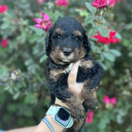 Dark boy - Phantom male Bernedoodle puppy in Asheboro, North Carolina from Lynes of Doodles