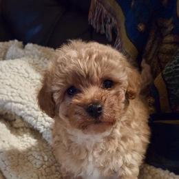 Bella - Apricot female Poodle puppy in Utica, Ohio from Poodle Me Crazy