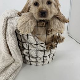 Freddy - Buff male Cocker Spaniel puppy in Hugo, Oklahoma from Mini Hippo Land