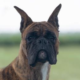 Prima - Boxer