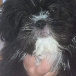 Shih Tzus from Country Time Shihtzu