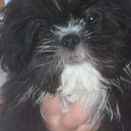 Shih Tzus from Country Time Shihtzu