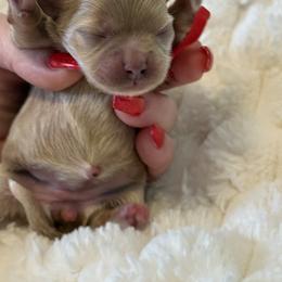 Miss red - Apricot female Maltipoo puppy in Fredericktown, Missouri from Doodle Pups Fur-Ever