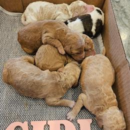 Girl 1 - female Poodle puppy in Detroit, Michigan from Pretty Spoiled Spoos llc