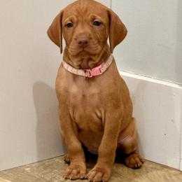 Girl 1 - female Vizsla puppy in Sheridan, Indiana from Glory Days Vizslas
