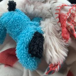 Miniature Schnauzer Puppies from Fraizer Farms