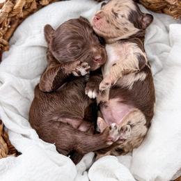 Deposit spot 7 on list - Chocolate female Goldendoodle puppy in Watertown, New York from True Friend Doodles