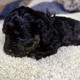 Clove - Black female Cavapoo puppy in Spokane, Washington from PJE Cavs and Poos
