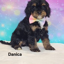 Cockapoo Puppies from Raven Oak's Mini Cockapoos