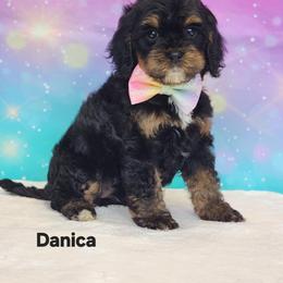Cockapoo Puppies from Raven Oak's Mini Cockapoos