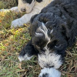 Oliver - male Australian Mountain Doodle puppy in Sherrills Ford, North Carolina from Magnolia Grove Farms