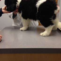 Newfoundland Puppies from Crossroads Newfoundlands