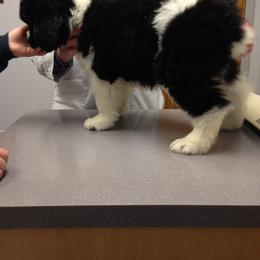 Newfoundland Puppies from Crossroads Newfoundlands