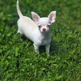 Violet - Fawn female Chihuahua puppy in Indianapolis, Indiana from London Rouge Chihuahuas