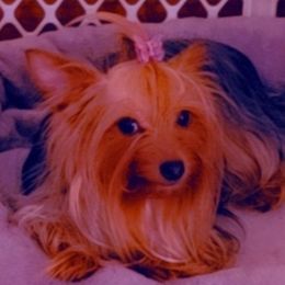 Roxie - Yorkshire Terrier