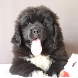 Koala - Black female Newfoundland puppy in Dalton, Ohio from Newfforu