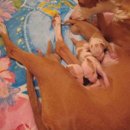 Ibizan Hound Puppies from Someday Ibizans