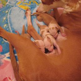 Ibizan Hound Puppies from Someday Ibizans