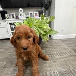 Burgundy - Red  female Goldendoodle puppy in Bakersfield, California from Lavish Doodles